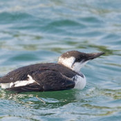 Common Murre